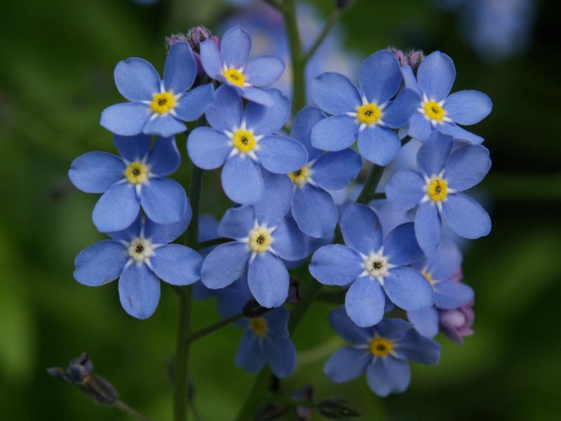 forget-me-not-flowers1 – Life is Beautiful…